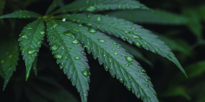 CBD Legalisation: Understanding its Impact on Health and Industry